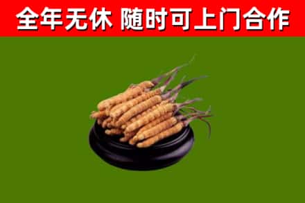 当雄县回收散虫草