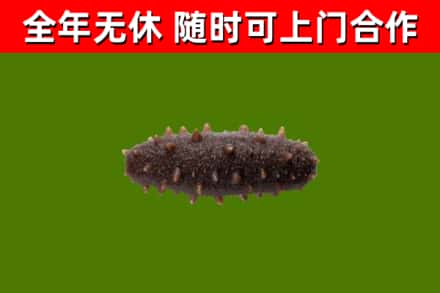 当雄县回收海参干